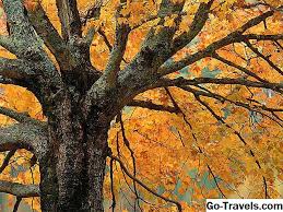 Musim adalah salah satu dari empat musim di daerah beriklim serdahana. Bagaimana Untuk 41 Wallpaper Fall Percuma Dan Latar Belakang Untuk Semua Peranti Anda 2021