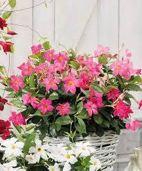 Image result for dipladenie suaveolens obrázek