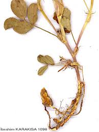 Image result for Arachis hypogaea