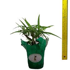 The most common is purple, but mexican petunia can also be found in shades of white and pink. Dwarf White Katy Baby Kate Hybrid Mexican Petunia Ruellia Ground Cover Starter Size 4 Inch Pot Emerald Tm Emerald Goddess Gardens