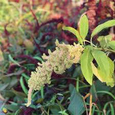 Image result for Amaranthaceae