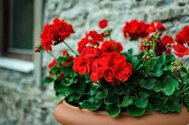 Geraniums may be grown as houseplants or as annual flowers. Growing Geranium Geranium Plant Care Flower Varieties Garden Design