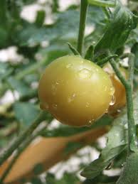 But what about tomatoes that aren't quite ripe? Watering Tomatoes When How Often How Much Is Needed Dengarden