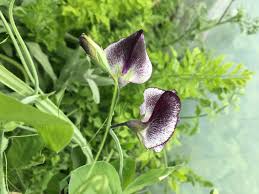 Check spelling or type a new query. A Beginner S Guide To Growing Sweet Peas White Flower Farm S Blog
