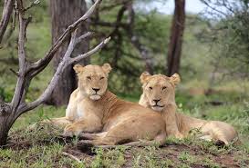 They can grow to a size of 50 cm (20 inches). Africa 10 Must See Animals On A Safari