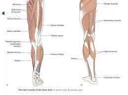 Check spelling or type a new query. Major Muscles Hands And Arms Legs And Feet Wrbcs204a Apply Knowledge Of Nail Science To Nail Services Ppt Download