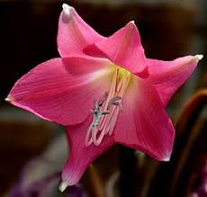 Image result for Crinum stuhlmannii