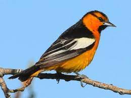 Xxxtentacion f k love slowed скачать. Baltimore Oriole Sounds All About Birds Cornell Lab Of Ornithology