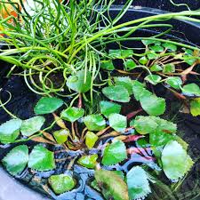 Image result for Trapa natans