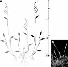Image result for Urochloa oligobrachiata