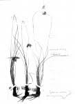 Image result for Cyperus margaritaceus