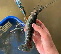 Kandungan oksigen terlarut sangat rendah. Bisnis Menjajikan Pemuda Lubuk Basung Ini Buka Peluang Kemitraan Budidaya Lobster Air Tawar Amcnews Co Id