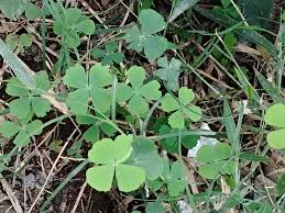 Image result for Marsileaceae