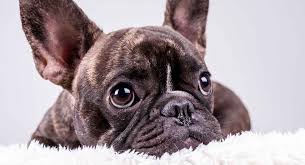 They possess a dark coat with the area of their head, toe, chest, and neck striped with white. French Bulldog Breed Information Center The Complete Frenchie Guide