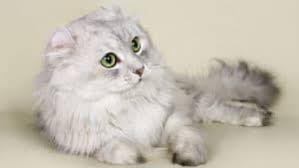 american curl kedi cinsi ve ozellikleri kedi