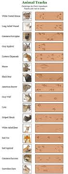 Animal Track Identification Animal Footprint I D Chart