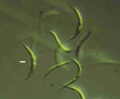 Image result for Microchloa altera