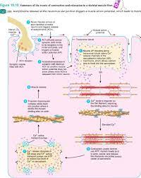Neuromuscular Junction Skeletal Muscle Neuromuscular