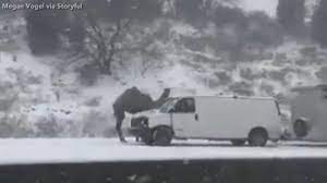 Pennsylvania route 309 (pa 309) is a state highway which runs for 134 miles (216 km) through pennsylvania in the united states. Camel Spotted In Snowstorm Along Pennsylvania Highway Route 309 Abc11 Raleigh Durham