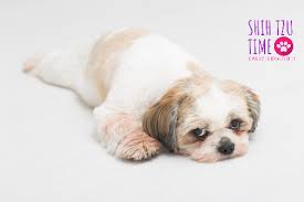 For shih tzu periods, its best to use a daiper for your pet. Shih Tzu Seizures Shihtzu Time