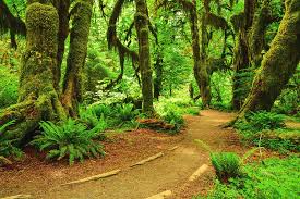 A short trail deep in an old growth rainforest, the hall of mosses trail is a wonderland of green. Hall Of Mosses Trail Photograph By Spencer Mcdonald