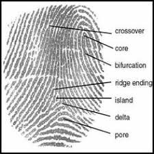 63 Best Forensic Science Images Forensic Science Spy
