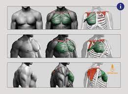 In this guide, i will teach you the anatomy and the forms of the human torso. Great Chest Muscle Pectoralis Major Human Muscle Anatomy Anatomy Arm Muscle Anatomy