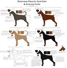 Doberman Pinscher Coat Color And Anatomy Guide By Xlunastarx On Deviantart