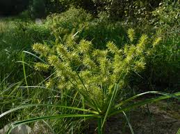 Image result for Cyperus sp.no.8