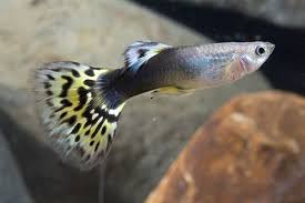 Black And Yellow Fish Freshwater Half Black Yellow Delta Guppy Guppy Fish Tropical Fish