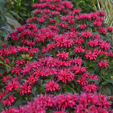 Monarda Cherry Pops Bee Balm Perennial Plant Etsy Bee Balm Perennials The Balm