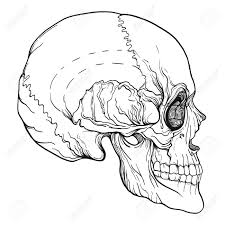 Maybe you would like to learn more about one of these? Human Skull Realistic Hand Drawing Isolated Royalty Free Cliparts Vectors And Stock Illustration Image 83191242