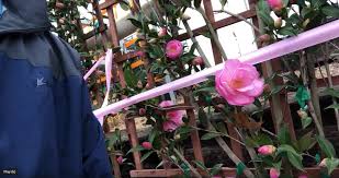 Many gardeners seek plants with pretty flowers, just as many seek specimens with evergreen leaves. What Plants Grow Thin And Tall For Screening Privacy The 1 Lawn Mowing Service For Lewisville Flower Mound And Highland Village