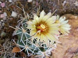 Image result for Kalaharia uncinata