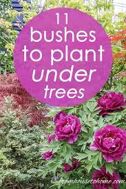 This low maintenance shrub is lovely as a specimen. Shade Loving Shrubs The Best Bushes To Plant Under Trees Gardening From House To Home