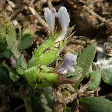 Image result for Blepharis integrifolia