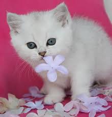 I have now learned a lot about the silver shaded, color points and chinchilla british shorthair cats. Purebred British Shorthair Kittens In Silver Shaded Golden Shaded And Chinchilla Colors Kittens For Sale Kittens British Shorthair Kitten Adoption