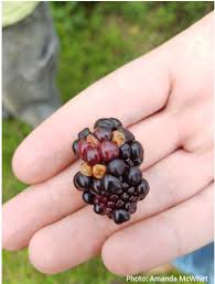 It tastes kind of like a pear. What Is Going On With My Blackberry Fruit Identifying Blackberry Fruit Disorders