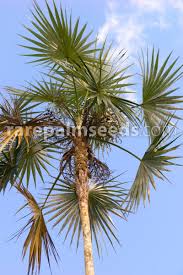 Image result for Coccothrinax argentea