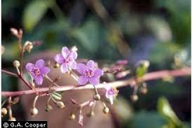 Image result for Talinum portulacifolium