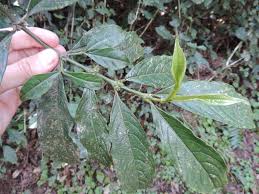 Image result for Lasianthus kilimandscharicus