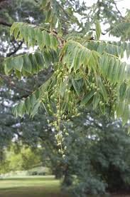 Image result for Toona