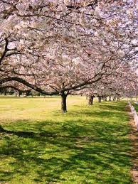 Memphis Botanic Garden All You Need To Know Before You Go With Photos Tripadvisor Memphis Botanic Garden Botanical Gardens Memphis