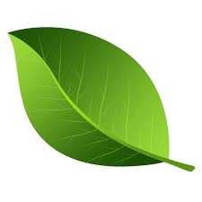 March 28, 2020 freecutout how to use photos as an environment map in 3dmax using vray light material? Leaves And Leaf Png Images Transparent Background Png Play