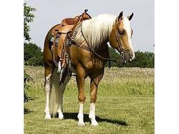 horses for sale horseclicks horses palomino horse aqha horses