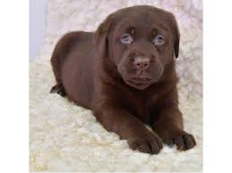 Find the perfect labrador retriever puppy for sale in iowa, ia at puppyfind.com. Labrador Retriever Dog Female Chocolate 2622801 Petland Iowa City