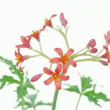 Image result for Jatropha campestris