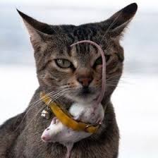 Fare Google Da Ara Kedi