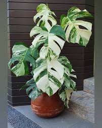 Pin By Prettygreenting On House Plants Plants Variegated Plants Indoor Plants