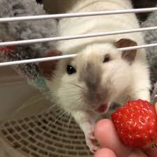 We did not find results for: Gimme Strawberries Rats